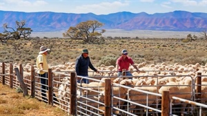 Hammer time in the SA outback with 123 years of history under the gavel