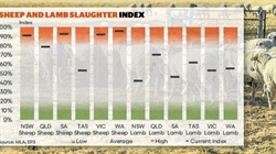 Mutton exports soar with strong demand coinciding with delayed lamb supply