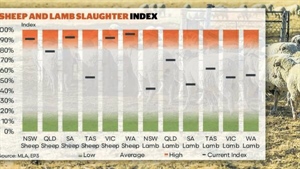 Mutton exports soar with strong demand coinciding with delayed lamb supply