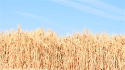 Near ideal northern NSW harvest mostly in the bin as focus moves south