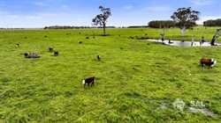 Long-held Wepar farm offers lush grazing and future plantation income