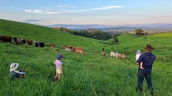 Quality, high rainfall cattle country on the market for reduced $4.45m