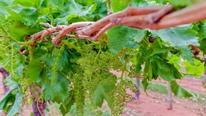 Pair of grape blocks sold through mortgagee sales in Sunraysia