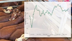 How much the rain will push the cattle market up and where the premiums are