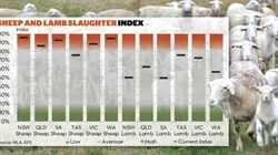 Export demand for mutton holds sheep slaughter strong as lamb numbers rise