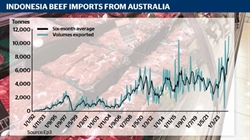 Rise of Indo as a beef export market and what it means for cattle live-ex