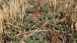 Victorian stored moisture results provide glimmer of hope for wet regions