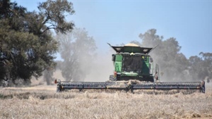 Harvest rain means growers need to monitor stored seed germination rates