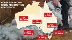 Dramatic plunge in wool production for century low, latest forecast reveals