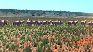 Christmas stocking fillers as low priced land hits the market late