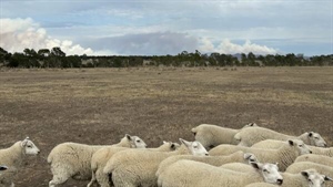 Lamb producer, CFA officer in fire line says decent rain still 'weeks away'