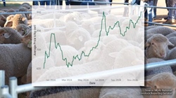 2024 year in review: sheepmeat prices going strong after challenges of 2023