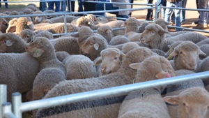 Solid market could lead to $11 trade lambs at saleyards in 2025