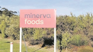 Minerva Foods shut down second WA sheep abattoir in 16 month period