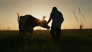 Research reveals why some Australian dairy farmers are leaving the industry