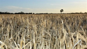 Mice threat looming in 2025 with Queensland a hot spot after big harvest