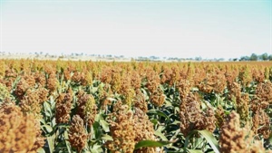 Soggy weather spells concern for Queensland sorghum growers with early crop