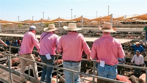 The thing that means you can have big faith in the cattle market this year