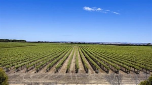 High-profile Langhorne Creek vineyards on the market with $12m price tag