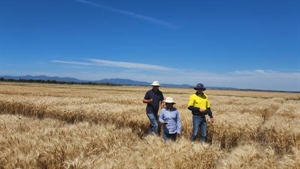 Breeders say growers will be hunting for elite crop genetics for 2025 plant