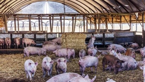 Put some pork on your fork with well established piggery near Bendigo