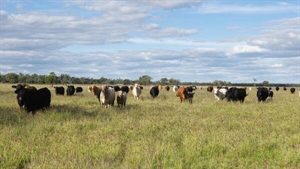 Well-presented Western Downs cattle property with grass hitsthe market