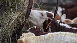 Growth in northern cattle herd this year will offset declines in the south