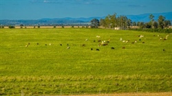 Productive Leinster sold soon after auction for $5 million to two buyers