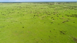 Outstanding buffel grass property Cargara for 1800 steers or 1000 breeders