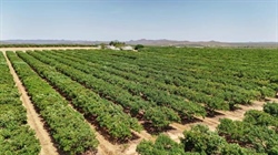 Avocado orchards with 43,237 trees offer buyers chance to beat the rest