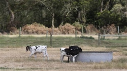 Biggest Woolnorth dairy farm sold to Victorians for undisclosed price