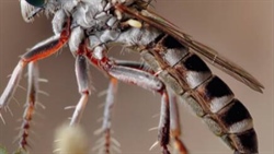 Fire ant breakthrough with another parasitic fly predator identified