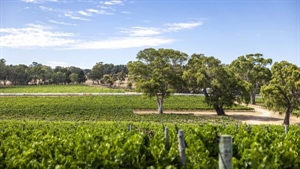 Another large SA vineyard joins the sales rush