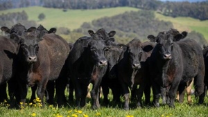 High rainfall, high-performance cattle country for up to 4500 backgrounders