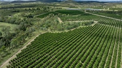 Established Margram Orchards supplying both domestic and export markets