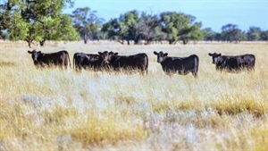 Warrabah offers 800 head breeding operation plus farming potential | Video