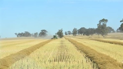 Bonus for WA growers as analysts add 1.6m tonnes to wheat crop estimates