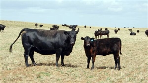 Prices listed for versatile farm blocks for sale near Lameroo