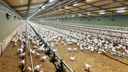 Feather your nest with high income poultry farm for sale near Geelong