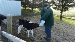 How a prison program is helping fill the dairy industry's labour shortage