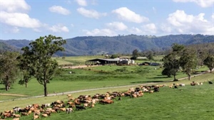 Outstanding high volume, automated dairy milking 450 cows a day | Video