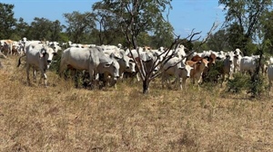 Moroak, Goondooloo aggregation offered with 16,000 quality Brahman cattle