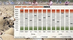 Saleyard throughput: notable shifts evident as NSW leads sheep market activity