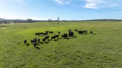 Productive northern grazing property sold at rapid-fire auction | Video