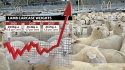 She's so heavy: Aussie lamb carcase weights rise to meet market demand