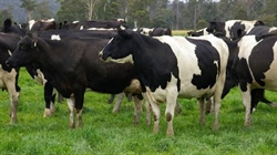 Warakirri set bolster dairy portfolio in Australia and New Zealand