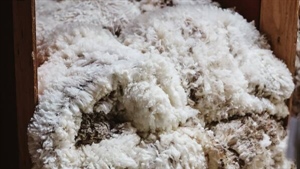 The wool that's in high demand in subdued market: Premiums on the rebound