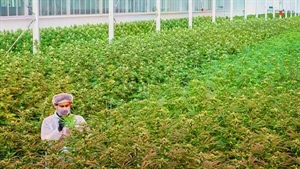 Struggling Mildura medicinal cannabis grower strikes a major retail deal