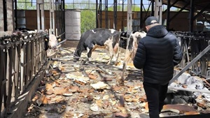Drone strike destroys Ukranian dairy, killing 100 cows