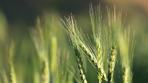 Barley quietly making pricing ground as China continues to buy old crop